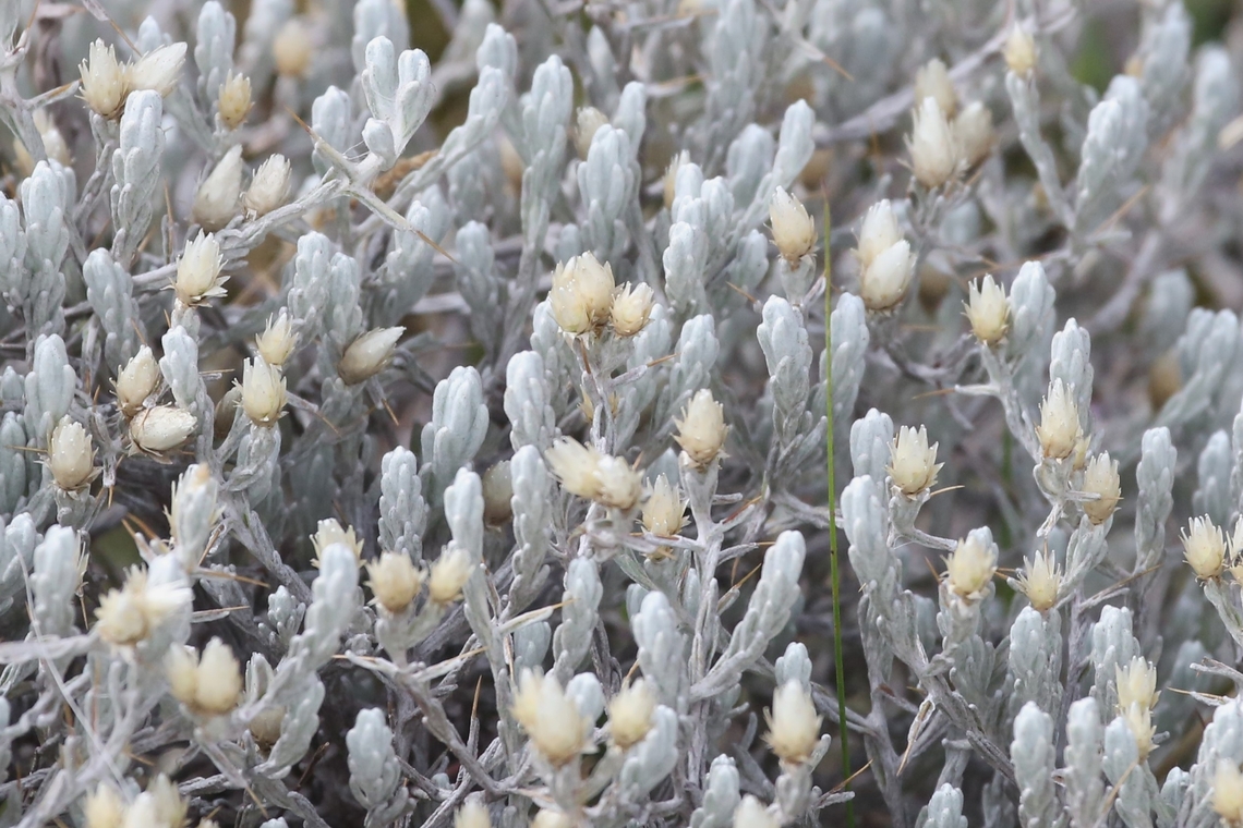 Helichrysum citrispinum - spikes, close-up  Bale Mountains National Park,Helichrysum citrispinum,Oromia,Sanetti Plateau