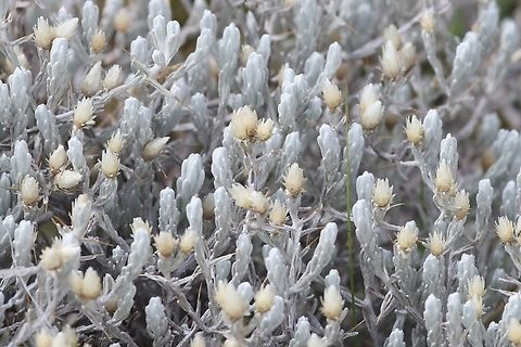 Helichrysum citrispinum - spikes, close-up  Bale Mountains National Park,Helichrysum citrispinum,Oromia,Sanetti Plateau