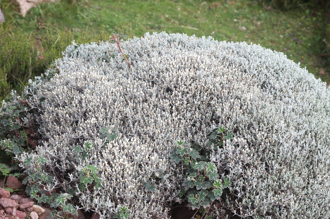 Helichrysum citrispinum This helichrysum is probably the dominant helichrysum on the Sanetti Plateau was seen all over that highpoint. Alchemilla haumannii,Bale Mountains National Park,Helichrysum citrispinum,Oromia,Sanetti Plateau