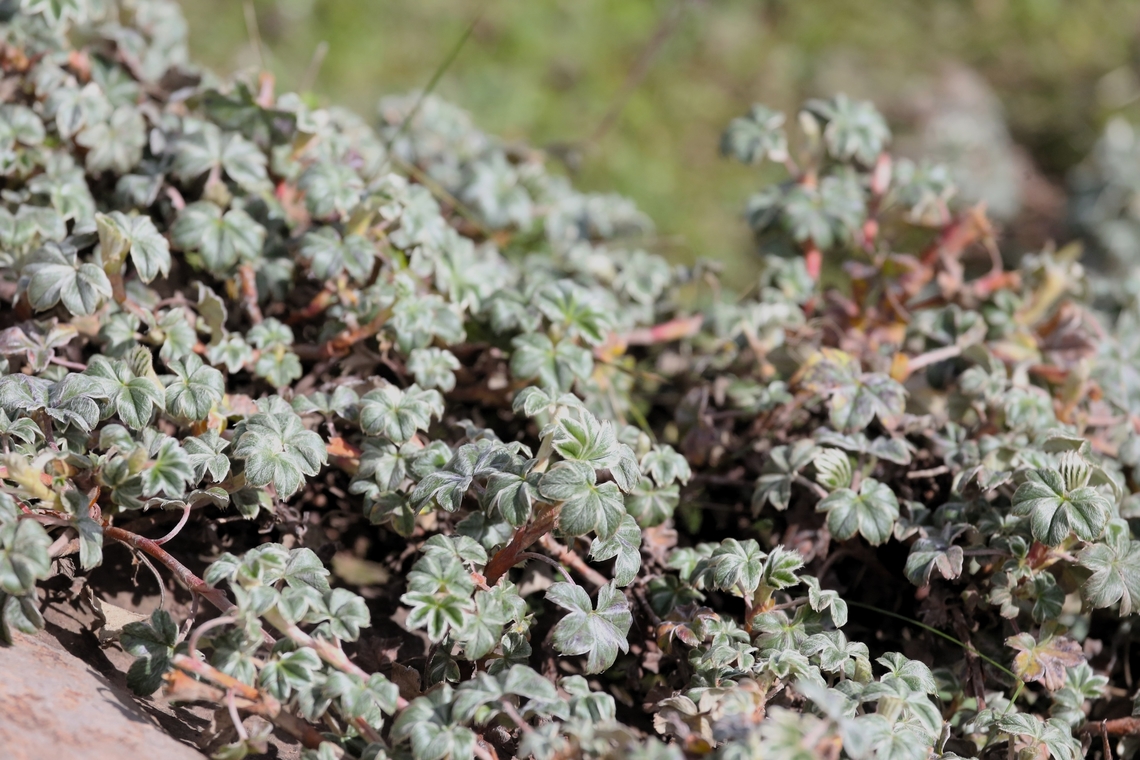 Alchemilla haumannii This dwarf alpine found on the Sanetti Plateau in large pads. Alchemilla haumannii,Bale Mountains National Park,Oromia,Sanetti Plateau