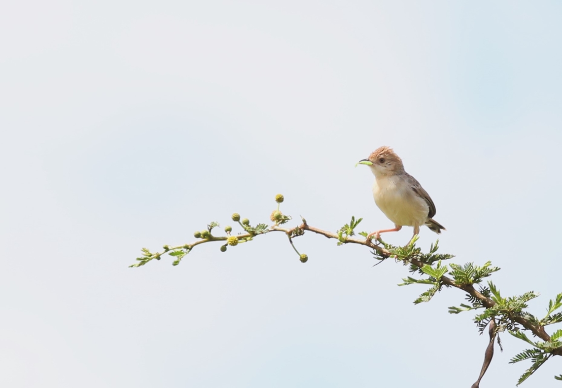 Rattling Cisticola Seen just North of Yabello near the Addis Ababa highway. Cisticola chiniana,Oromia,Rattling cisticola,Rift Valley,Yabello Wildlife Sanctuary