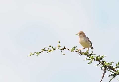 Rattling Cisticola Seen just North of Yabello near the Addis Ababa highway. Cisticola chiniana,Oromia,Rattling cisticola,Rift Valley,Yabello Wildlife Sanctuary