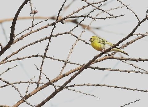 White-bellied Canary A delightful area. Borena Zone,Crithagra dorsostriata,Oromia,White-bellied canary,Yabello Wildlife Sanctuary