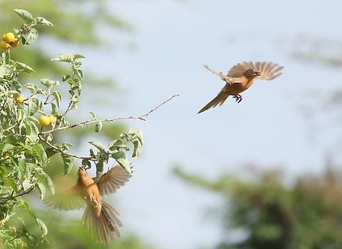 A pair of Rufous Chatterers in flight  Borena Zone,Oromia,Roufous Chatterer,Turdoides rubiginosa,Yabello Wildlife Sanctuary