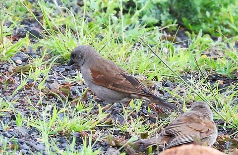 2 Parrot-billed Sparrows  Borena Zone,Oromia,Parrot-billed sparrow,Passer gongonensis,Yabello Wildlife Sanctuary