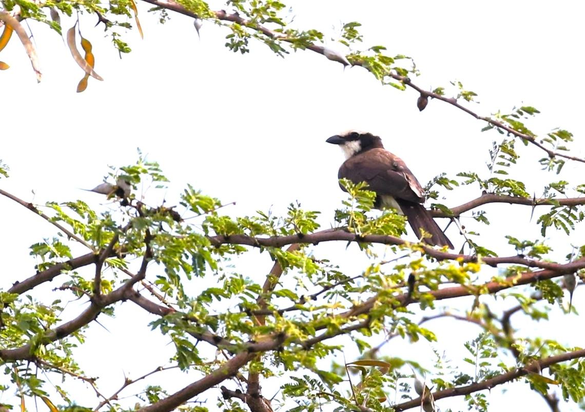 Northern White-crowned Shrike  Borena Zone,Eurocephalus ruppelli,Northern white-crowned shrike,Oromia,Yabello Wildlife Sanctuary