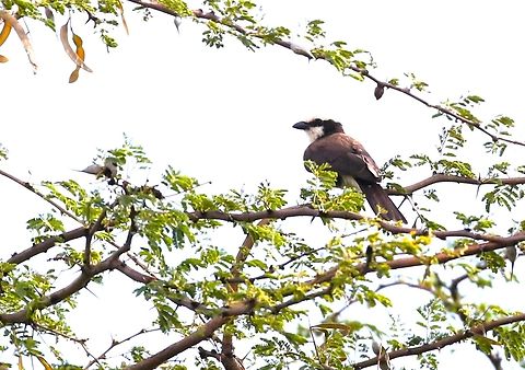 Northern White-crowned Shrike  Borena Zone,Eurocephalus ruppelli,Northern white-crowned shrike,Oromia,Yabello Wildlife Sanctuary