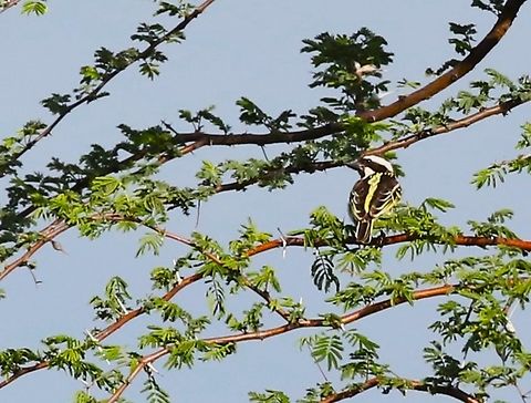 Black-throated Barbet  Black-throated barbet,Borena Zone,Oromia,Tricholaema melanocephala,Yabello Wildlife Sanctuary