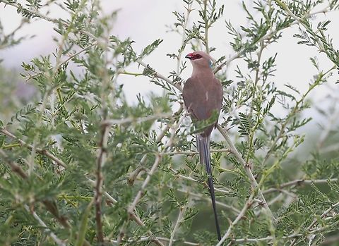Blue-naped Mousebird  Blue-naped Mousebird,Borena Zone,Oromia,Urocolius macrourus,Yabello Wildlife Sanctuary