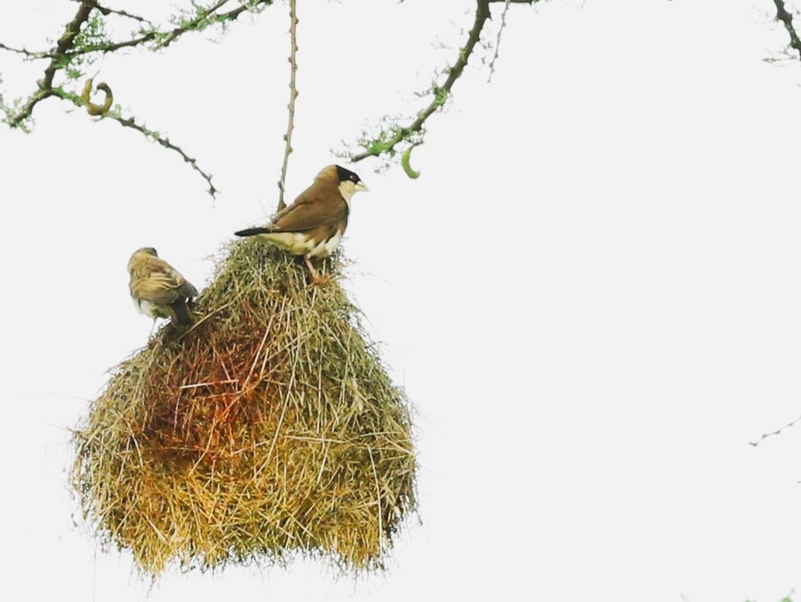 A pair of Black-capped Social-weavers  Black-capped social weaver,Borena Zone,Oromia,Pseudonigrita cabanisi,Yabello Wildlife Sanctuary