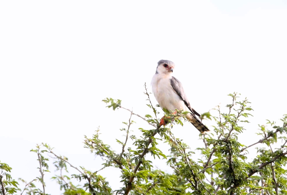 African Pygmy_Falcon  Borena Zone,Oromia,Polihierax semitorquatus,Pygmy falcon,Yabello Wildlife Sanctuary