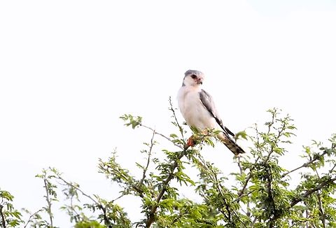 African Pygmy_Falcon  Borena Zone,Oromia,Polihierax semitorquatus,Pygmy falcon,Yabello Wildlife Sanctuary