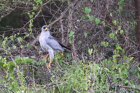 Eastern-chanting Goshawk  Borena Zone,Eastern chanting goshawk,Melierax poliopterus,Oromia,Yabello Wildlife Sanctuary