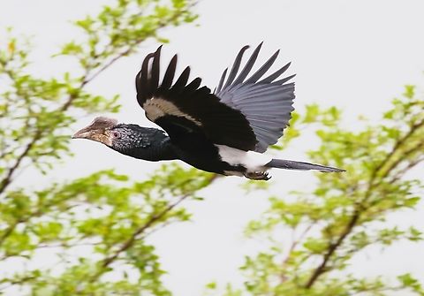 Silvery-cheeked Hornbill in flight This lovely hornbill flew by, just close to the hotel in Hawassa. Bycanistes brevis,Hawassa,Sidama,Silvery-cheeked Hornbill