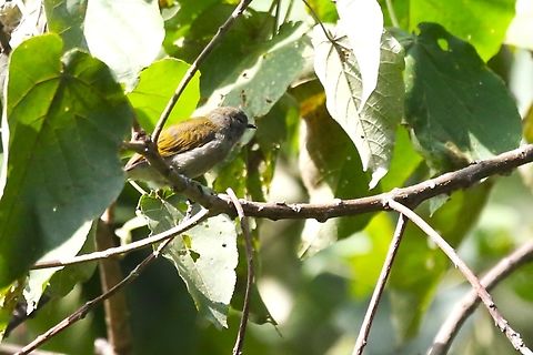 Green-backed Honeybird Above the Wondo Genet College Arboretum & Nursery on Mount Abaro Green-backed honeybird,Mount Abaro,Prodotiscus zambesiae,Sidama,Wondo Genet