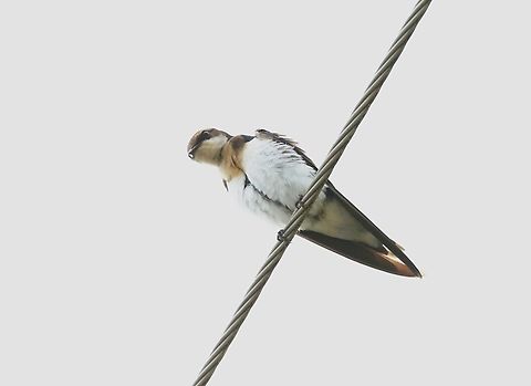 Ethiopian Swallow On a wire next to Lake Awassa Ethiopian swallow,Hawassa,Hirundo aethiopica,Lake Awassa,Sidama