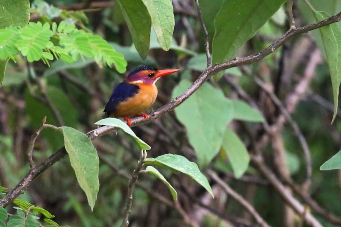 African Pygmy Kingfisher Above the Wondo Genet Arboretum tree nursery on Mount Abaro is a haven for birds, unfortunately it is only a very small remnant of the native forest. African Pygmy Kingfisher,Ispidina picta,Mount Abaro,Sidama,Wondo Genet