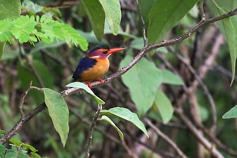 African Pygmy Kingfisher Above the Wondo Genet Arboretum tree nursery on Mount Abaro is a haven for birds, unfortunately it is only a very small remnant of the native forest. African Pygmy Kingfisher,Ispidina picta,Mount Abaro,Sidama,Wondo Genet