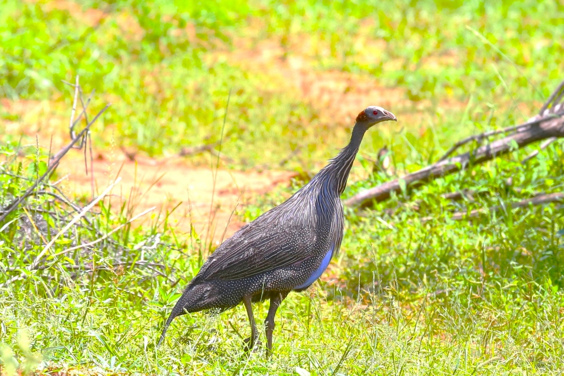 Vulturine Guineafowl As we got near to Karat, the Konso peoples' capital travelling from Yabelo we finally saw a couple of these beauties, previously seen in Kenya 36 years before. Acryllium vulturinum,Karat,Konso Zone,South Ethiopia Regional State,Vulturine Guineafowl