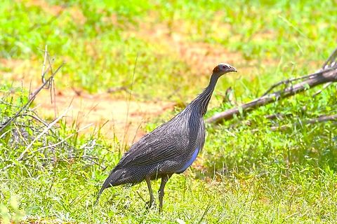 Vulturine Guineafowl As we got near to Karat, the Konso peoples' capital travelling from Yabelo we finally saw a couple of these beauties, previously seen in Kenya 36 years before. Acryllium vulturinum,Karat,Konso Zone,South Ethiopia Regional State,Vulturine Guineafowl