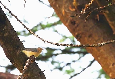 Red-faced Crombec - Lake Abayo  Long-billed crombec,Red-capped crombec,Red-faced crombec,Sylvietta rufescens,Sylvietta ruficapilla,Sylvietta whytii