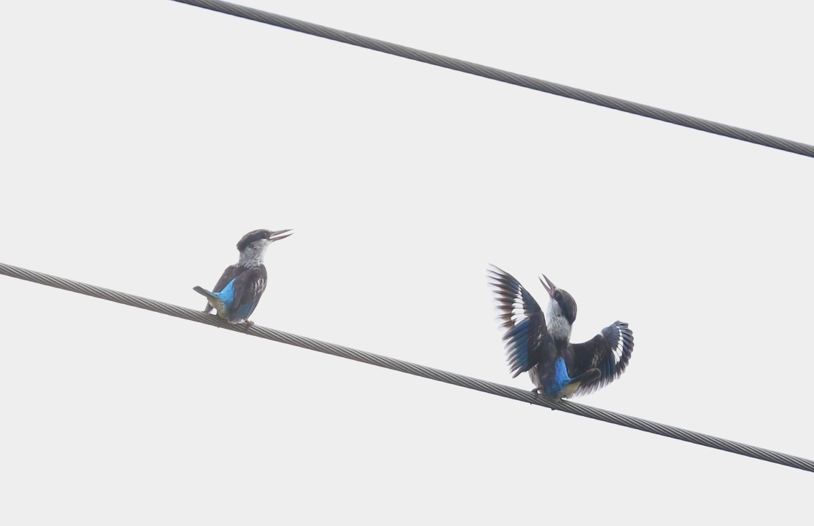 Grey-headed Kingfishers displaying On the way up to Lake Chamo we saw these two displaying. Grey-headed kingfisher,Halcyon leucocephala,Rift Valley,South Ethiopia Regional State