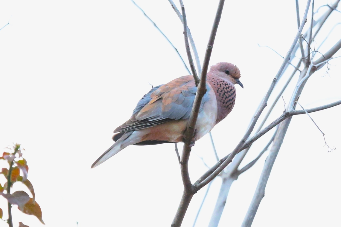 Laughing Dove - Spilopelia senegalensis On the road between Karat and Arba Minch  Laughing Dove,Rift Valley,South Ethiopia Regional State,Spilopelia senegalensis