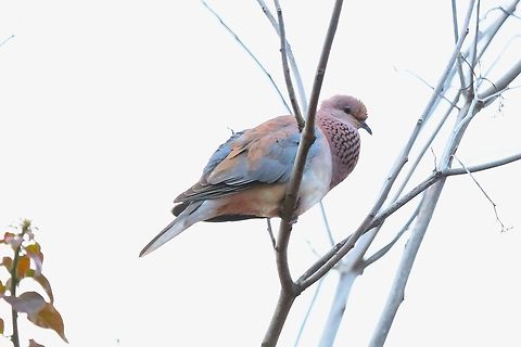 Laughing Dove - Spilopelia senegalensis On the road between Karat and Arba Minch  Laughing Dove,Rift Valley,South Ethiopia Regional State,Spilopelia senegalensis