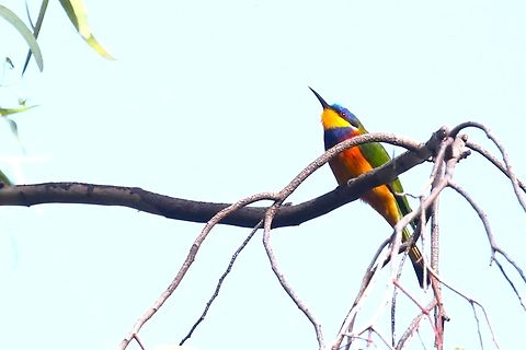 GL3A9958_Merops_lafresnayii_2  Ethiopian bee-eater,Merops lafresnayii