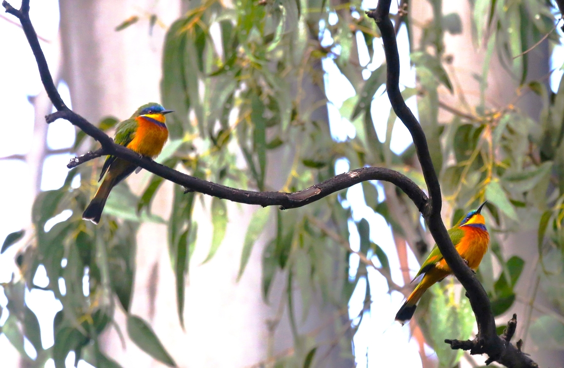 Ethiopian bee-eater  Ethiopian bee-eater,Merops lafresnayii