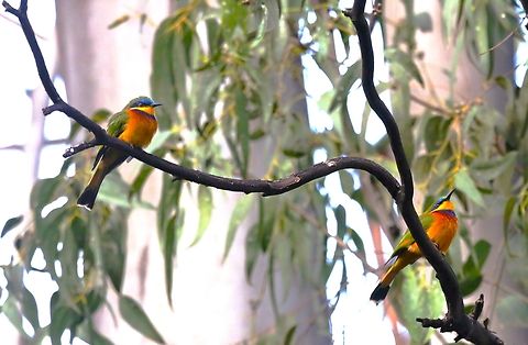 Ethiopian bee-eater  Ethiopian bee-eater,Merops lafresnayii
