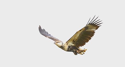 Immature African Fish-Eagle Flying over Chelekleka Lake with its catch African Fish-eagle,African fish eagle,Bishoftu,Chelekleka Lake,Haliaeetus vocifer,Icthyophaga vocifer,Oromia,Rift Valley