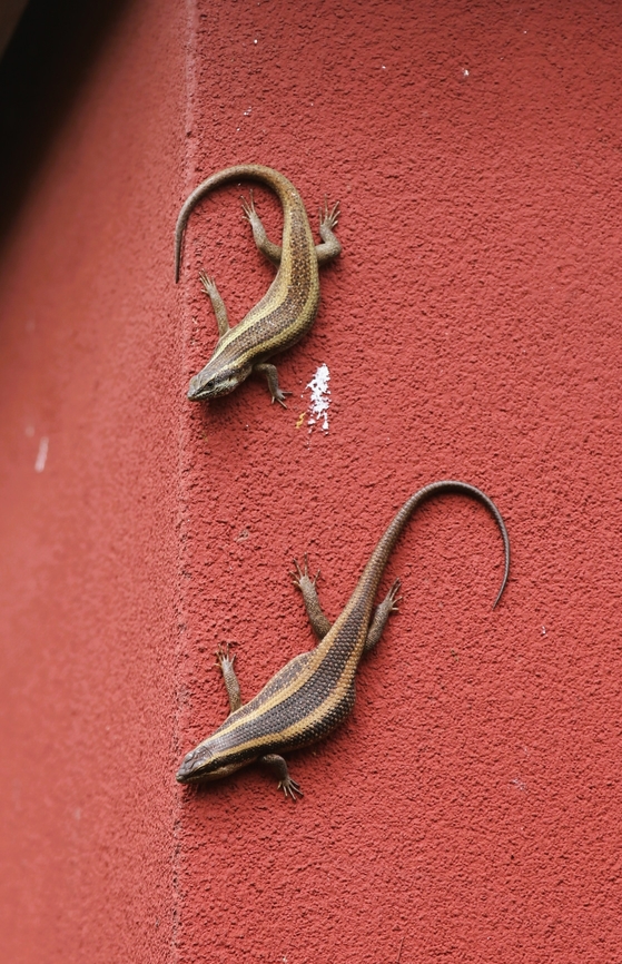 African Striped Skinks  African striped skink,Bishoftu,Oromia,Rift Valley,Trachylepis striata