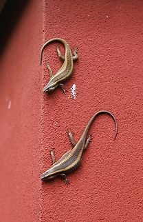 African Striped Skinks  African striped skink,Bishoftu,Oromia,Rift Valley,Trachylepis striata