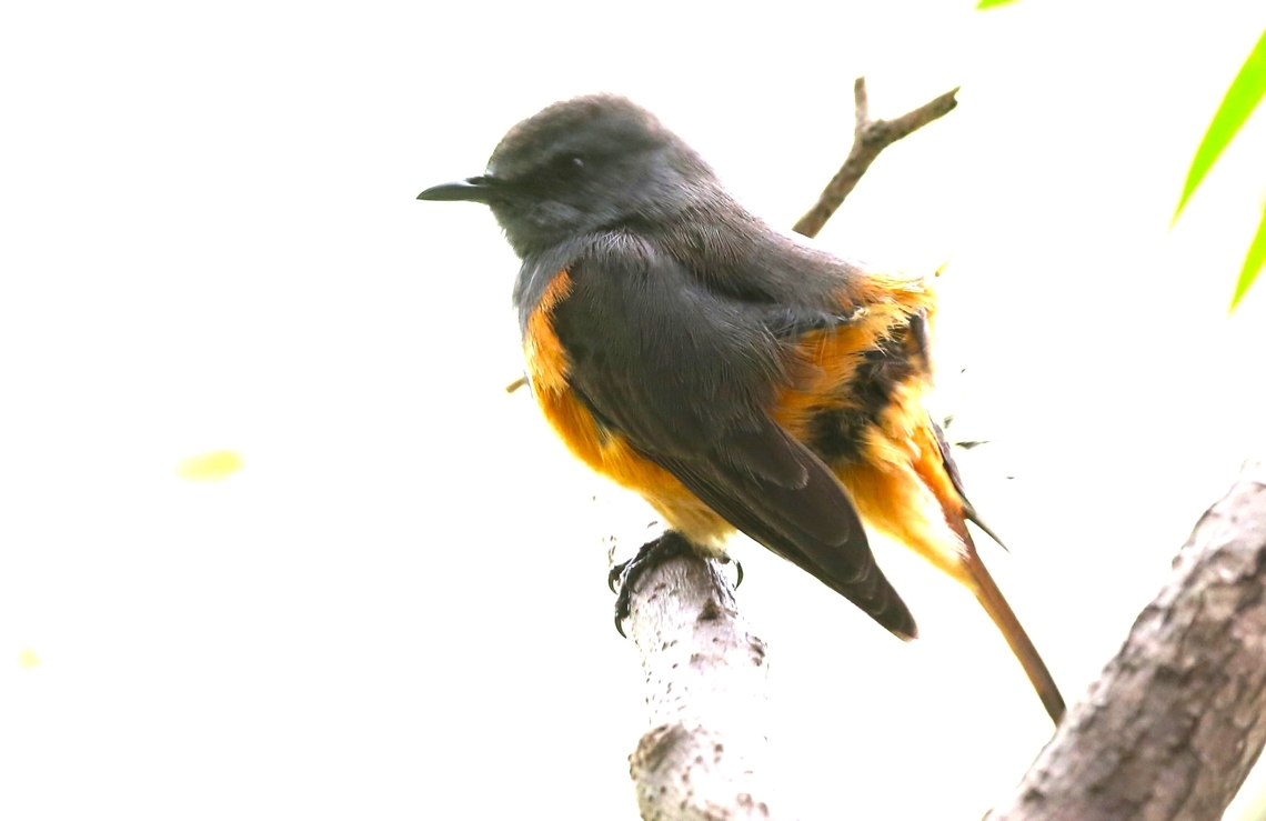 Little Rock-thrush  Bishoftu,Little rock thrush,Monticola rufocinereus,Oromia,Rift Valley