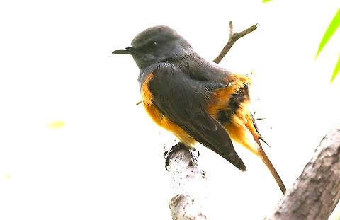 Little Rock-thrush  Bishoftu,Little rock thrush,Monticola rufocinereus,Oromia,Rift Valley