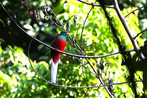 Male Narina Trogon We were very fortunate to happen upon a female trogon, about 10 minutes before we saw this beautiful male.  Stunning bird. Apaloderma narina,Arba Minch,Narina Trogon,Nechisar National Park,Rift Valley,South Ethiopia Regional State