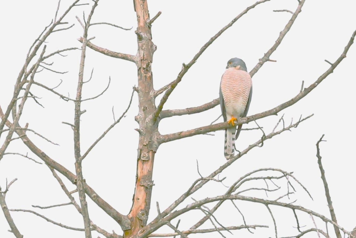Shikra  Arba Minch,Lake Chamo,Rift Valley,Shikra,South Ethiopia Regional State,Tachyspiza badia
