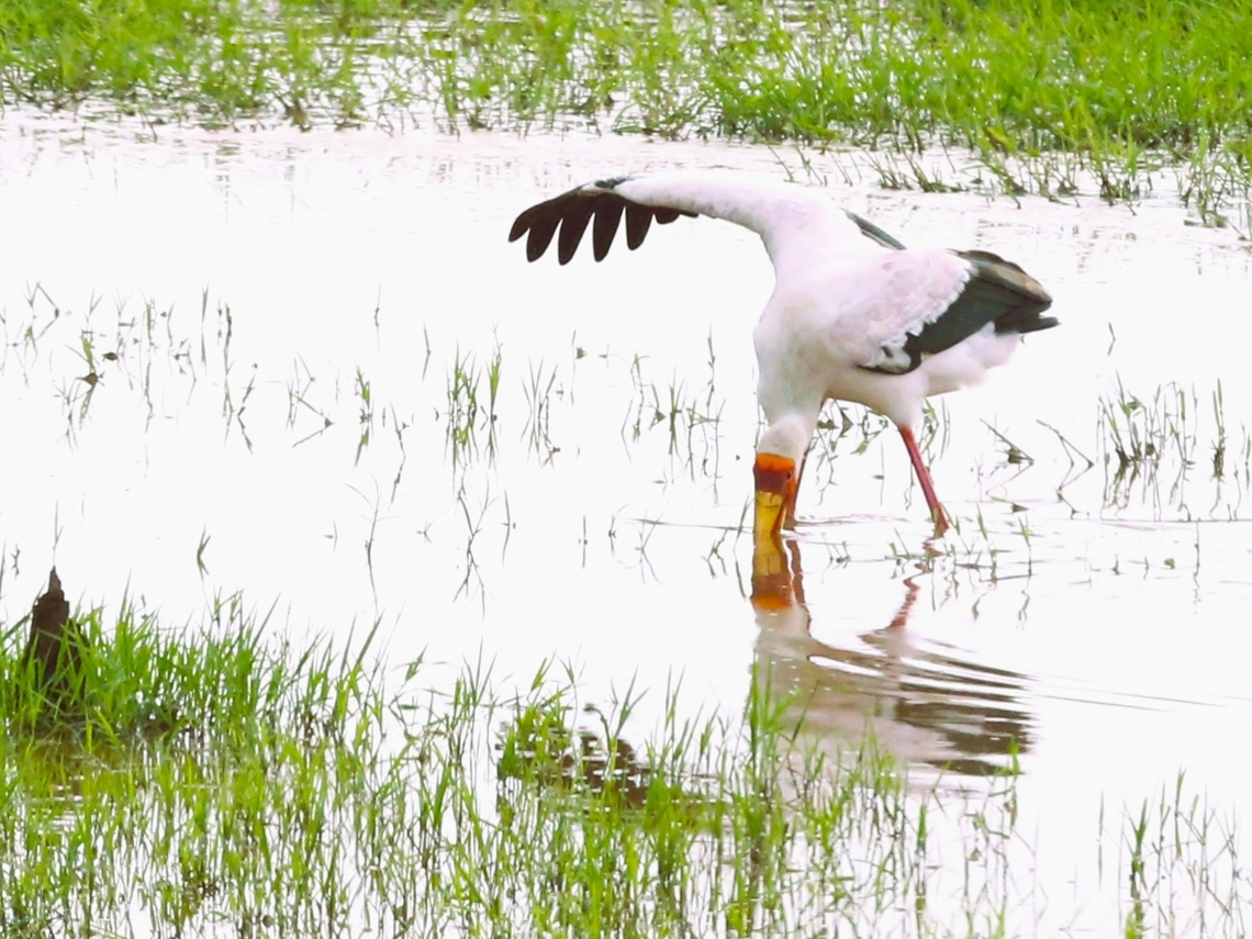 Yellow-billed Stork Alongside the road. Arba Minch,Lake Chamo,Mycteria ibis,Rift Valley,South Ethiopia Regional State,Yellow-billed stork