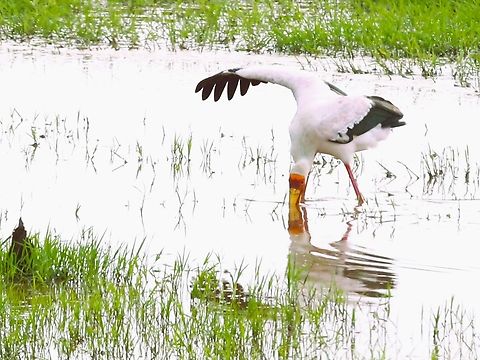Yellow-billed Stork Alongside the road. Arba Minch,Lake Chamo,Mycteria ibis,Rift Valley,South Ethiopia Regional State,Yellow-billed stork