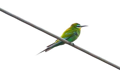 Blue-cheeked Bee-eater On the last 5kms to the Sankele Sanctuary, thought it was a Blue-breasted or a Little Bee-eater. Blue-cheeked Bee-Eater,Merops persicus,Oromia,Rift Valley,Sankele Swayne's Hartebeest Sanctuary