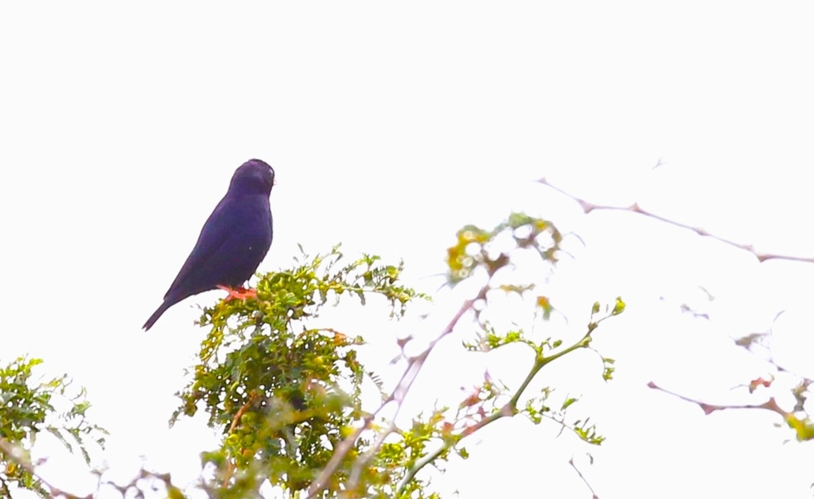 Village Indigo Bird - Male in breeding colour As I understand it there are 2 distinct subspecies ultramarina and amauropteryx.  This is one of the ultramarina subspecies, generally found in the North of its range and it had the white bill as opposed to the amautopteryx ssp which generally has a red bill.     The species is a brood parasite, much like the cuckoo that breeds in the UK.  The female lays her eggs in the nests of other birds, specifically the red-billed firefinch in Ethiopia. Bishopftu,Lake Chelelaka,Oromia,Rift Valley,Vidua chalybeata,Village indigobird