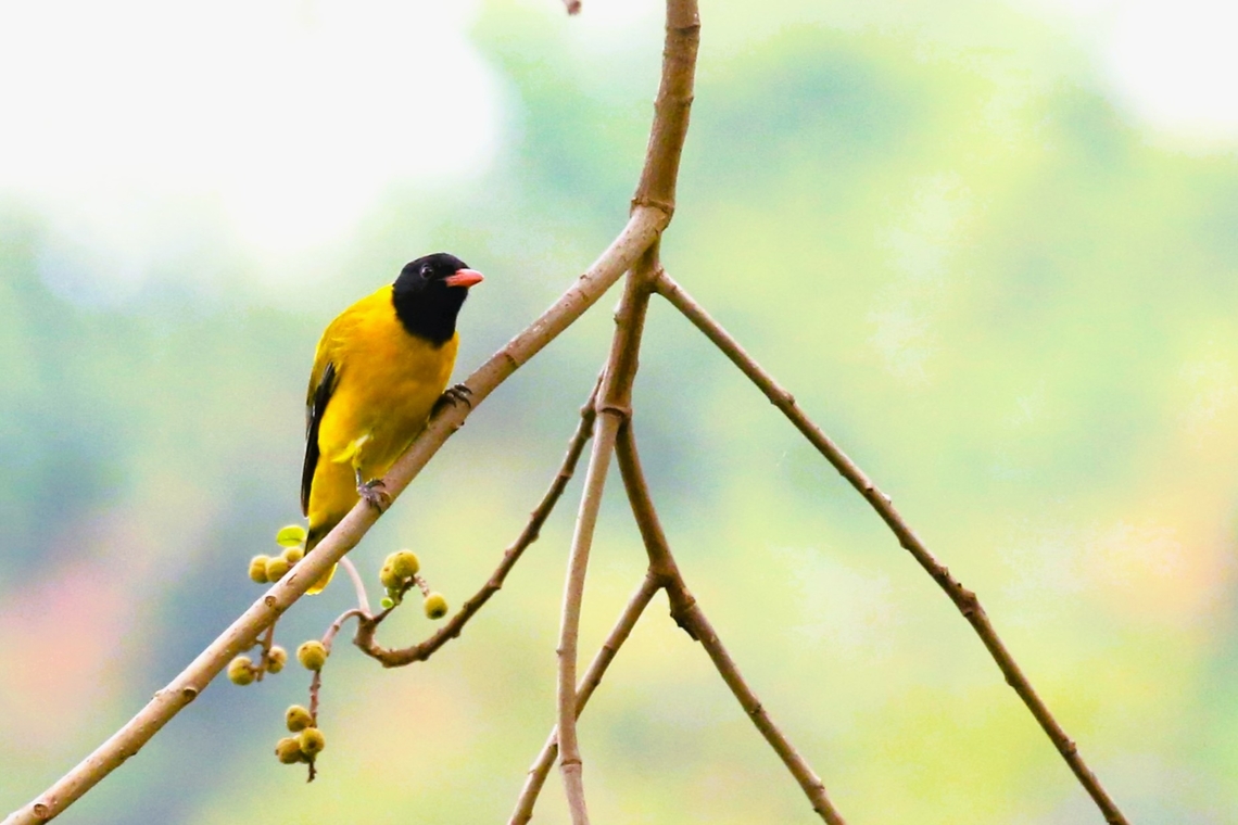 Black-headed Oriole In this small woodland. Black-headed Oriole,Hawassa,Oriolus larvatus,Rift Valley,Sidama,Wondo Genet
