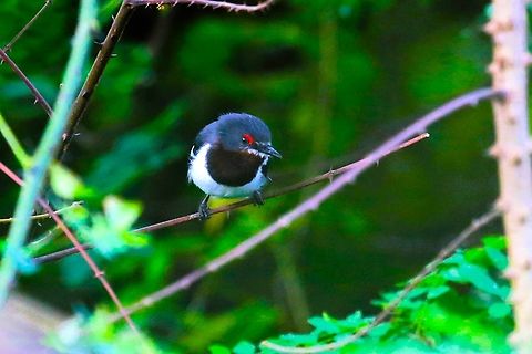 Brown-throated Wattle-eye In this relatively small area of native woodland, this popped up in a very dark area under the trees. Brown-throated wattle-eye,Hawassa,Platysteira cyanea,Rift Valley,Sidama,Wondo Genet