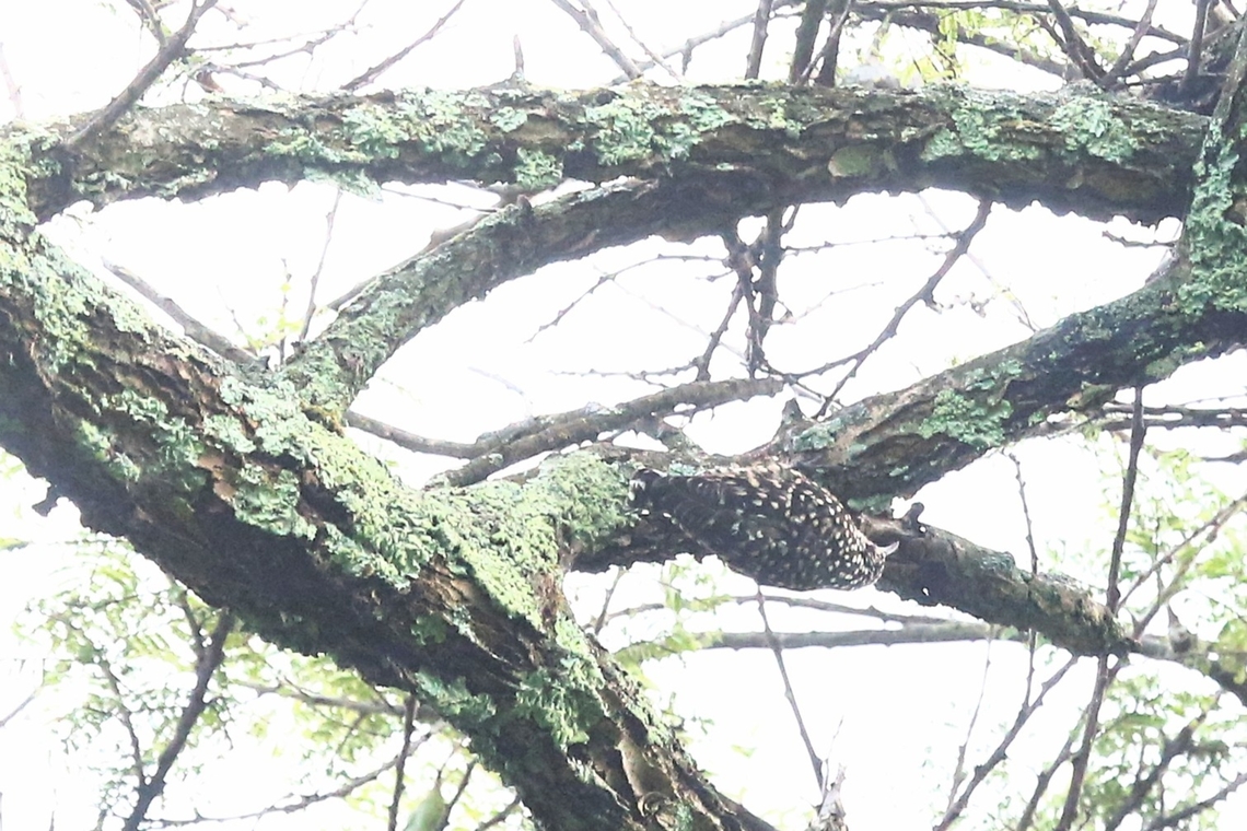 African Spotted Creeper at Wondo Genet Rewarded with a minute or so of this shy bird.  Again not the best photograph, it was very dark. African spotted creeper,Hawassa,Rift Valley,Salpornis salvadori,Sidama,Wondo Genet