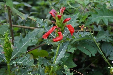 Ethiopian or Red Acanthus Found near the bottom of this small hill besides the university of Hawassa run, Wondo Genet College of Forestry & Natural Resources nursery. Acanthus Sennii,Acanthus sennii,Ethiopian Acanthus,Hawassa,Rift Valley,Sidama,Wondo Genet