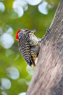Nubian Woodpecker Found in a small area of woodland beside the lake in Hawassa Campethera nubica,Hawassa,Lake Hawassa,Nubian woodpecker,Rift Valley,Sidama