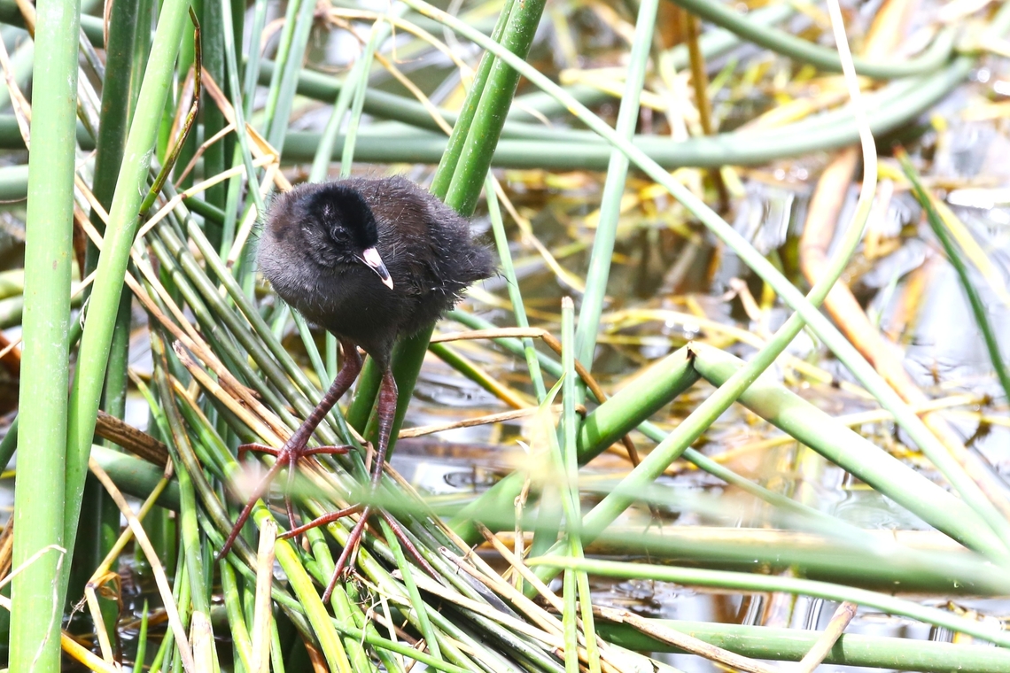 Juvenile Black Crake The adult only seemed to have the one chick/juvenile. Black crake,Hawassa,Lake Hawassa,Rift Valley,Sidama,Zapornia flavirostra