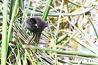Juvenile Black Crake The adult only seemed to have the one chick/juvenile. Black crake,Hawassa,Lake Hawassa,Rift Valley,Sidama,Zapornia flavirostra