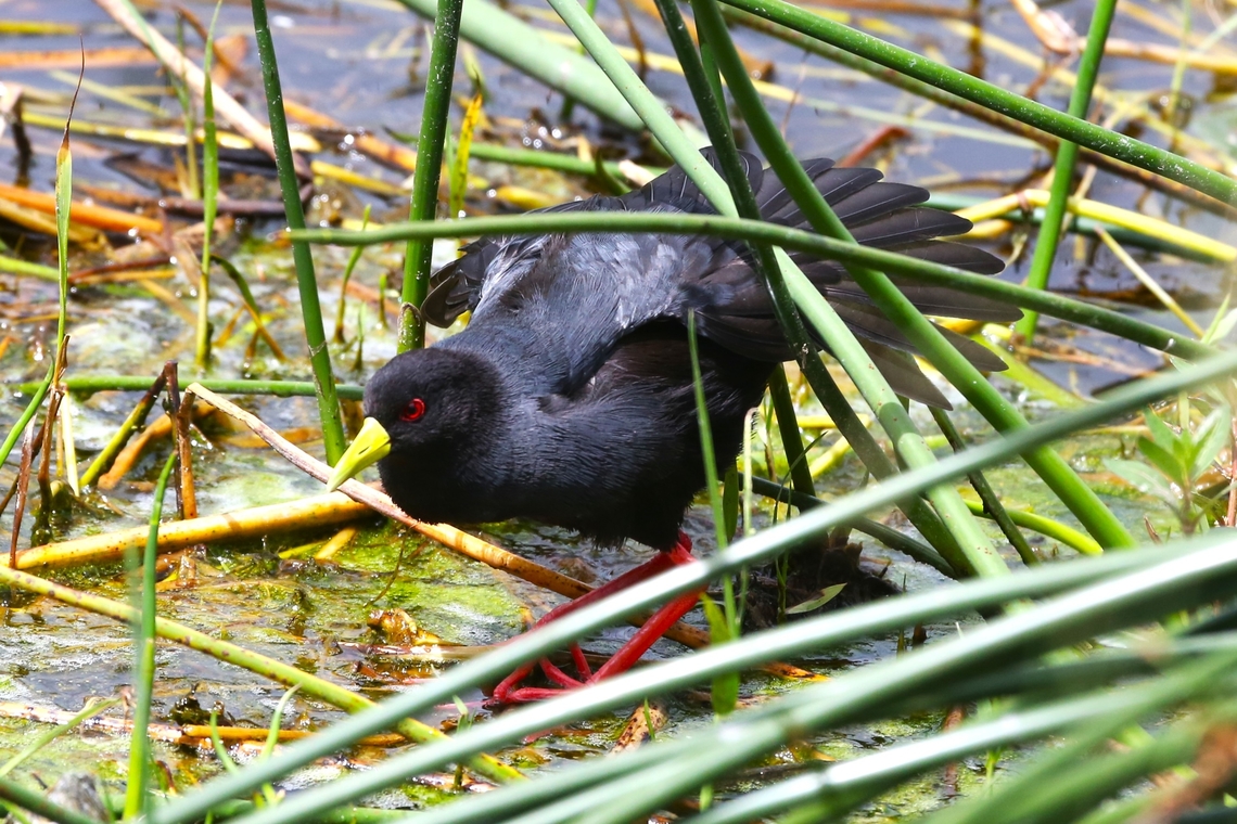 Black Crake on Lake Hawassa A striking bird in the rushes. Black crake,Hawassa,Lake Hawassa,Rift Valley,Sidama,Zapornia flavirostra